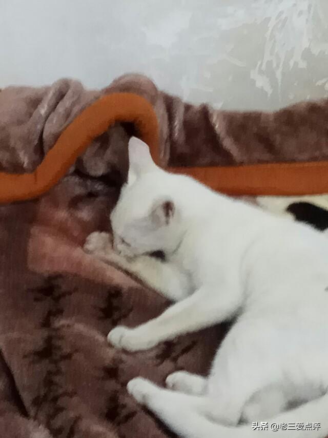 索马里猫为什么难饲养:为什么很多人领养猫的时候都不要成年猫？