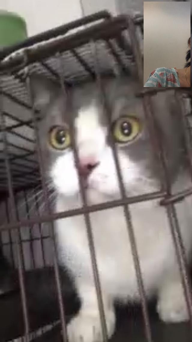 宠物小猫咪:小猫咪不出门可以不打猫三联么？