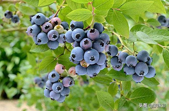 蓝莓怎么种植才能枝繁叶茂？