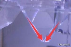 孔雀鱼生小鱼注意事情:孔雀鱼要生产了怎么办?怎么判断孔雀鱼要生了？