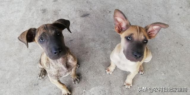 洛阳关林狗市土狗价格:中华田园犬有市场值价吗？如果大量养殖前景如何？