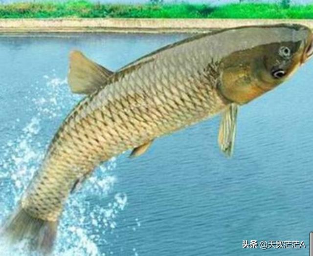 草鱼得诺卡氏菌病图片:晴天中午草鱼不吃料在下风口水面浮着是什么原因？