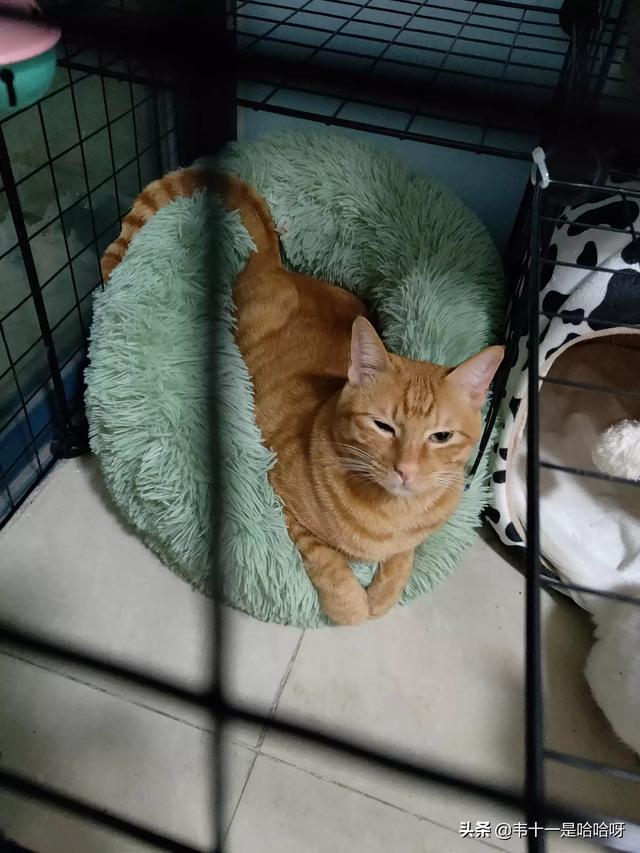 主人抓着橘猫的手跳舞:猫咪会不会六亲不认对主人又抓又咬呢？