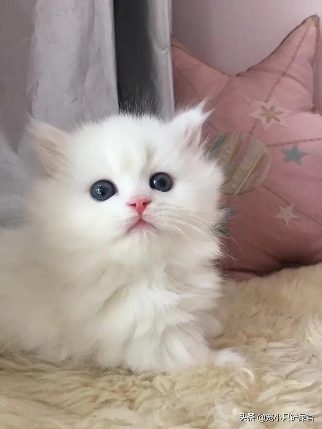 猫咪睡在猫砂盆:朋友送我了一只刚断奶的猫，晚上睡觉应该放在哪里？