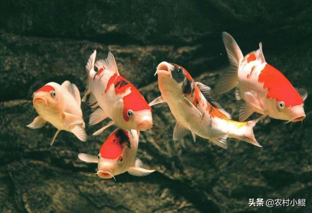 中国宠物俱乐部观赏鱼:个人养殖什么观赏鱼能赚钱？