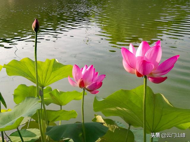 蓝脚鲣鸟一家原图:手机拍摄过什么满意的照片吗？发上来看看？