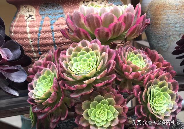 长生草属多肉怎么养:当室外温度达到几度时，多肉要放回室内呢？