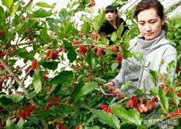 家有四分地种什么值钱？