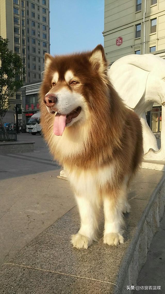 北京犬图片壁纸:有多少喜欢养狗的朋友们，发图片瞧瞧呗？