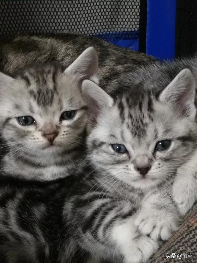 ramical金枪鱼猫粮价格:你家猫粮是多少钱一斤的？