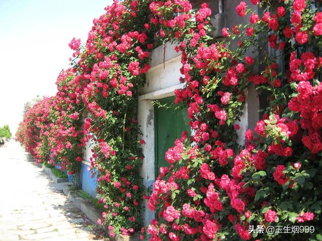什么花最漂亮？
