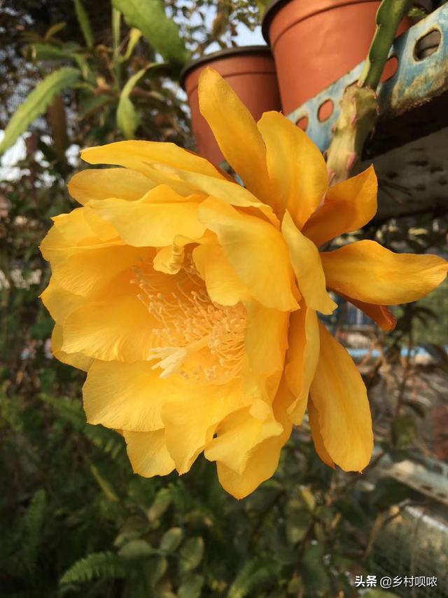 令箭荷花花芽:令箭荷花的施肥方法，附用什么肥合适？