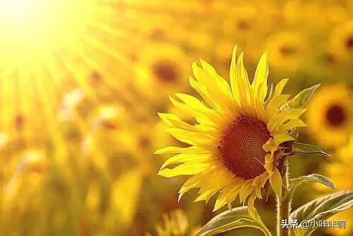 太阳像什么的比喻句，阳光像什么比喻句简单的？