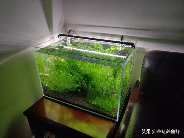 观赏鱼论坛 2000:你养过哪些观赏鱼？好养吗？