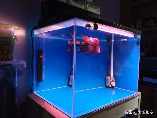 袋装的狗粮食:你家狗狗吃的哪个牌子的狗粮？