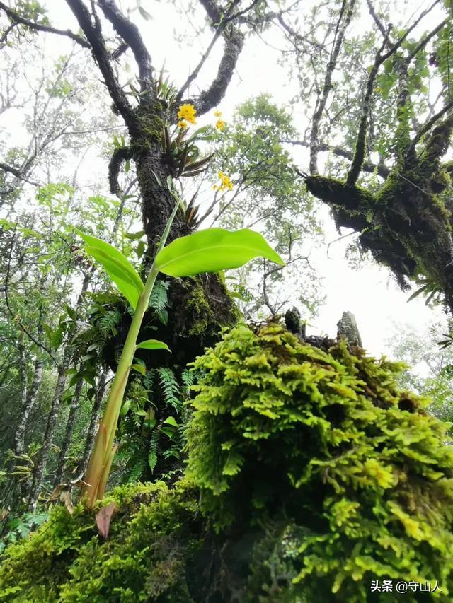石斛图片,石斛的种类包括哪些？作用各有何不同？