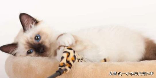 生骨肉猫咪有约论坛:猫咪可以生吃牛肉吗？吃生肉有哪些注意事项？
