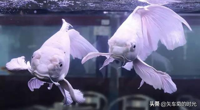 凤尾锦鲤批发市场:长春市哪里能买到物美价廉的锦鲤鱼？