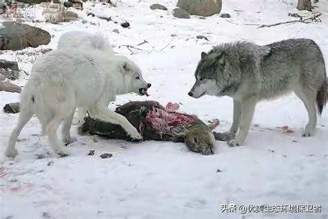 改变世界的犬类全集:家猪和狗放生到野外会变成野猪和狼吗？