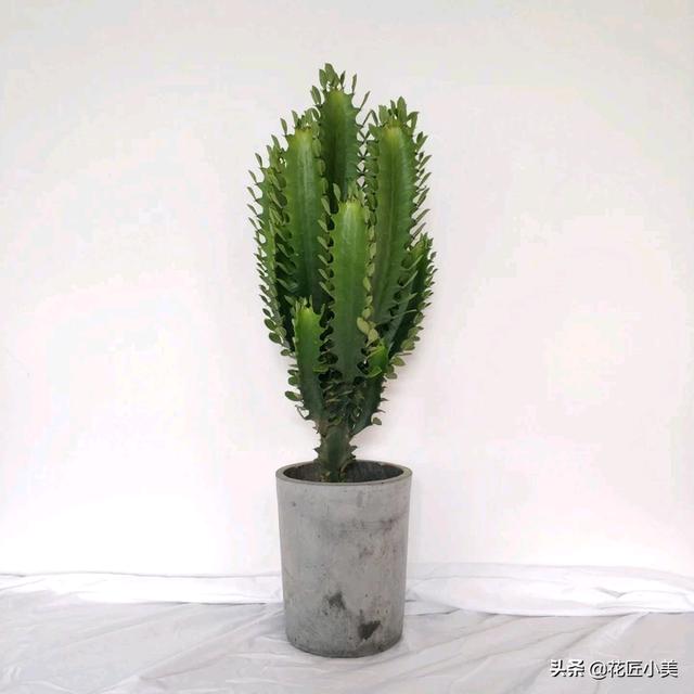 麒麟植物,我养的麒麟植物怎么没光泽？