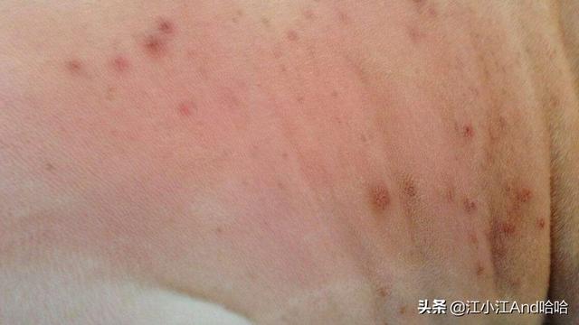 狗的弓形虫病的症状:柯基身体会产生弓形虫吗？ 狗得弓形虫病的症状