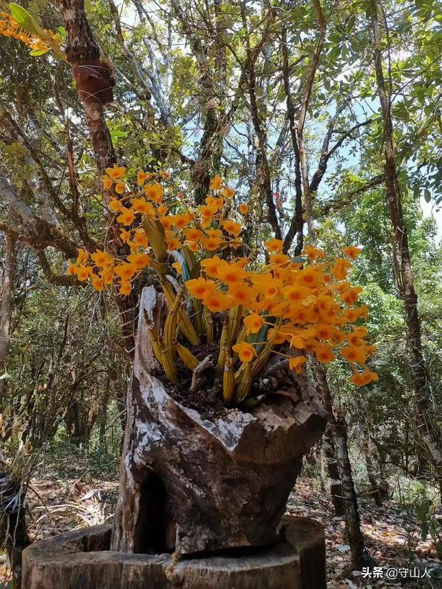 石斛图片,石斛的种类包括哪些？作用各有何不同？