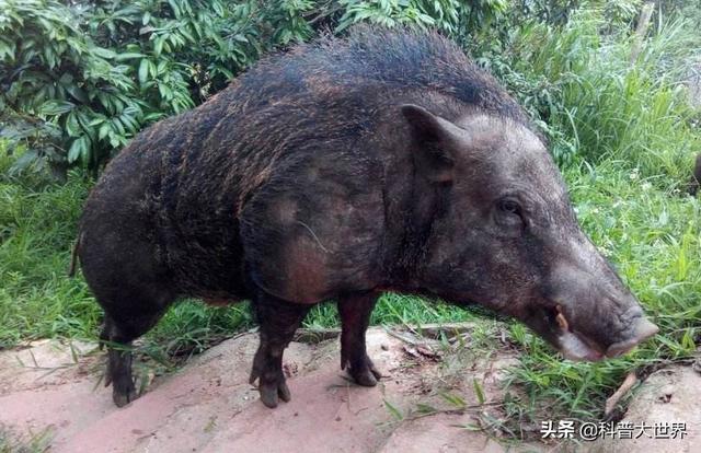 罗得西亚背脊犬打野猪视频:一只原生态藏獒可以放倒几头成年野猪？为什么？