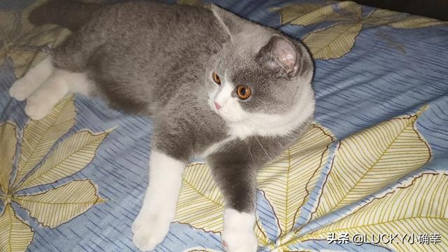 北京宠物猫领养网:在哪可以买到优质的宠物猫呢？