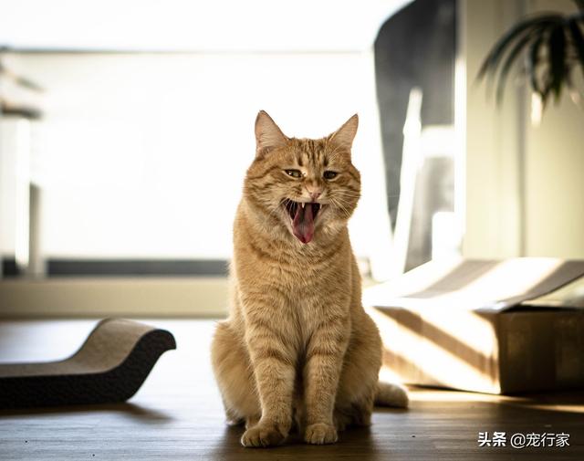 墙壁猫爬架:怎么自制猫爬架diy教程？