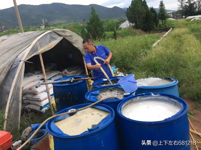 素力高海藻粉 用量:农技▌为什么要选择水溶肥？水溶肥有什么好？