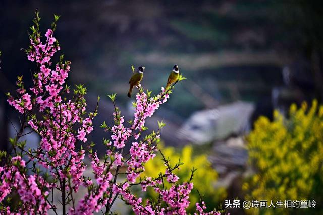 婺源旅游网,去婺源旅游有什么推荐的吗？