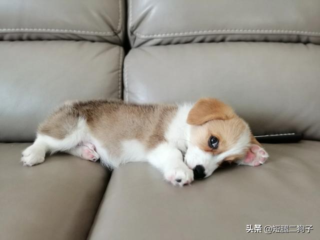 柯基幼犬:柯基犬的习性和喂养要点？