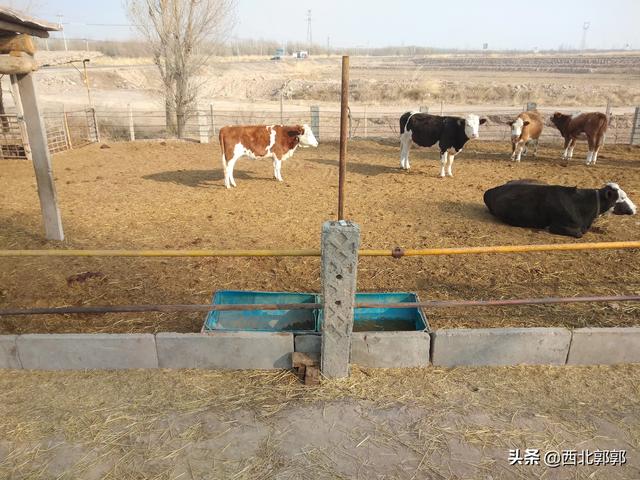 澳洲和牛养殖的时间:现在养殖安格斯牛有发展前景吗？