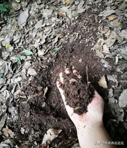 一星期自制腐叶土,河沙煤渣腐叶土可以做营养土吗？