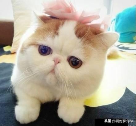 成都加菲猫品种:纯种加菲猫和不纯种的有什么区别吗？纯不纯真的有那么重要吗？ 加菲猫是什么品种