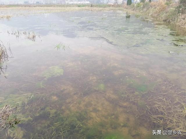 茂名史志微信公众号:经历这次冠状病毒后，为什么感觉常见的牛蛙、小龙虾都没有了？(小龙虾有没有新冠病毒)