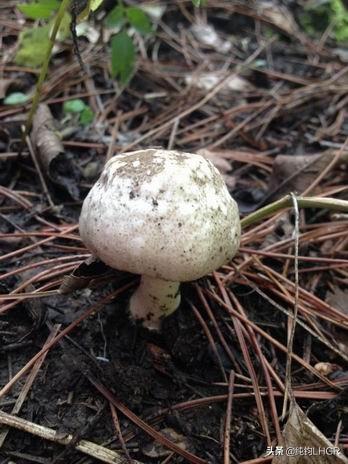 白色的圆圆的蘑菇叫什么?