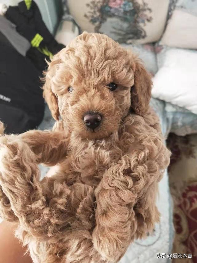 捡到流浪贵宾犬好养吗:没有养狗经验，养什么狗狗比较简单好养呢？