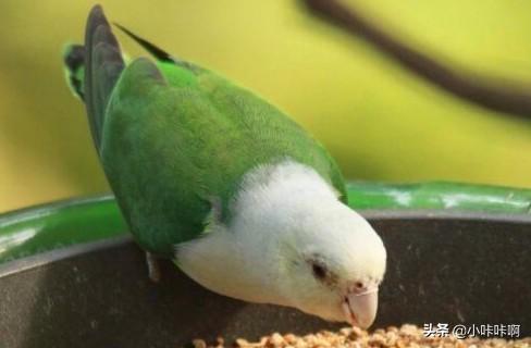 杭州牡丹鹦鹉价格:牡丹鹦鹉平均寿命为多少？