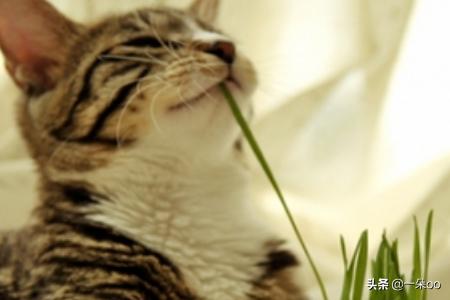 新手养猫注意事项两个月:新手养猫有哪些注意事项？