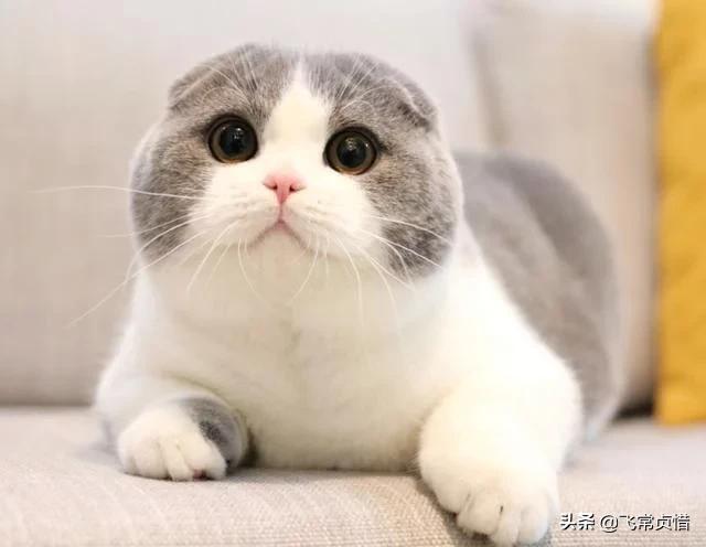 悟空问答 宠物猫去世了 我怎么办 38个回答