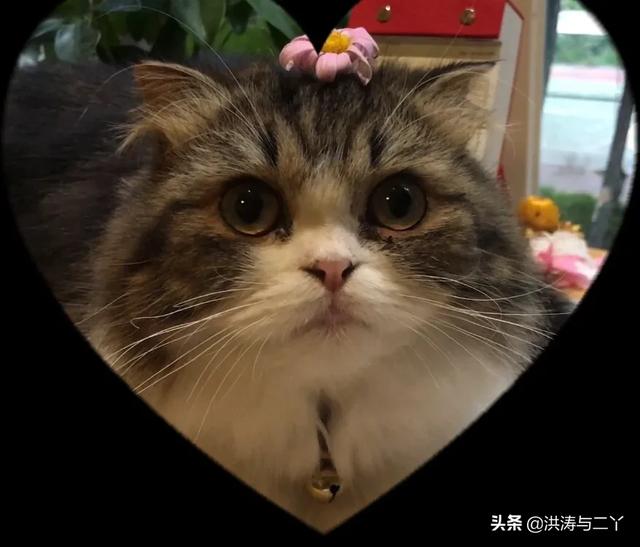 幼猫猫粮哪个牌子好一点:两个月的奶猫，有没有推荐的猫粮啊？