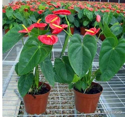 花叶芋穿孔线虫病:清除香芋田间的杂草用什么除草剂比较好？