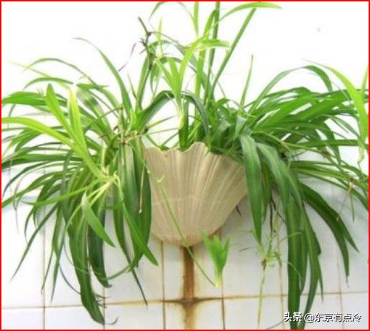 室内净化空气植物:室内干燥种些什么花草好啊？