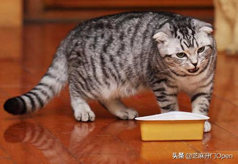 猫咪有病可以吃猫粮吗，几块钱一斤的猫粮对猫咪有什么损害