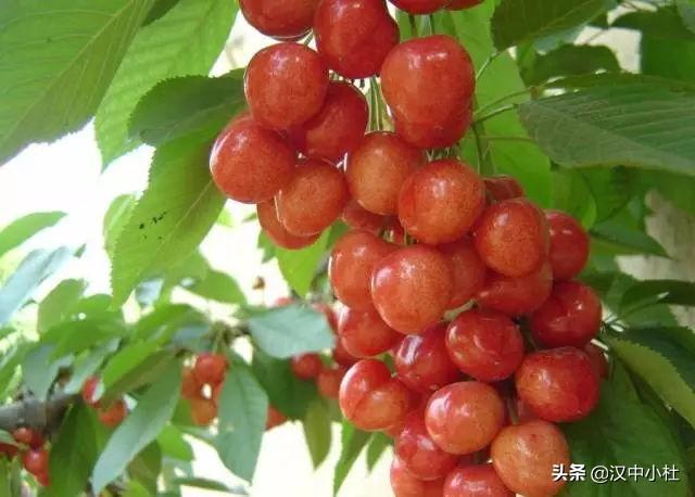 无辐式摩天轮:你的家乡有什么好玩的，好吃的，美景等等