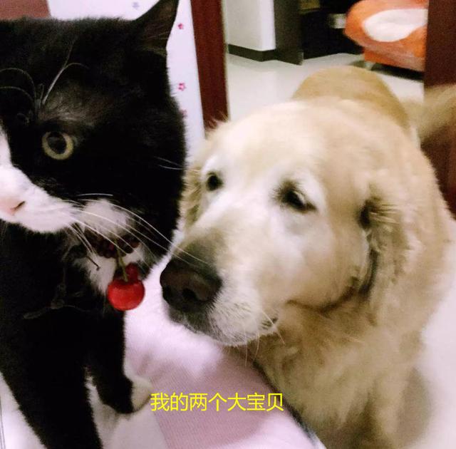 如何让狗狗进入下面图:如何才能让狗狗到指定地点上厕所？