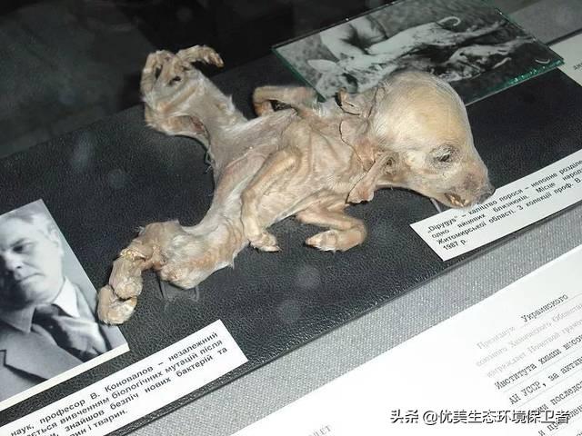 波多黎各巨人蜈蚣:切尔诺贝利变异巨鼠真的存在吗？这附近还存在其他变异生物吗？