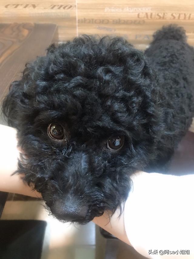 英国雪达犬舍卖:养宠物，你为什么喜欢狗？