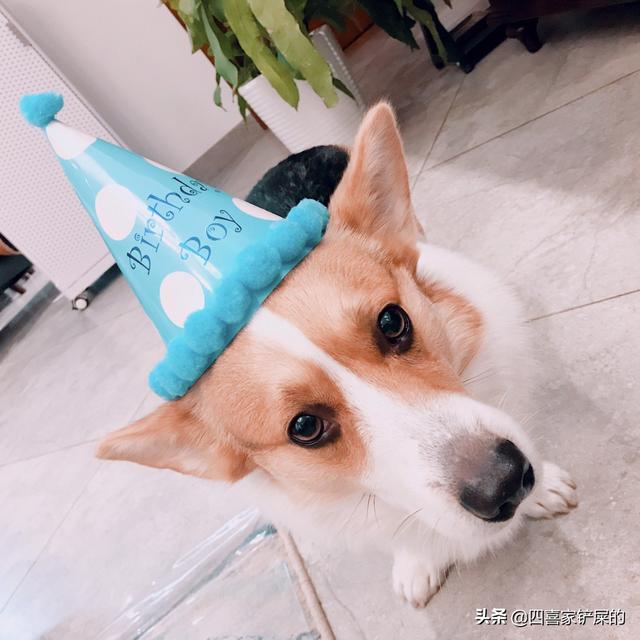 王可可是个碧池:大家都是怎么给狗狗过生日的？